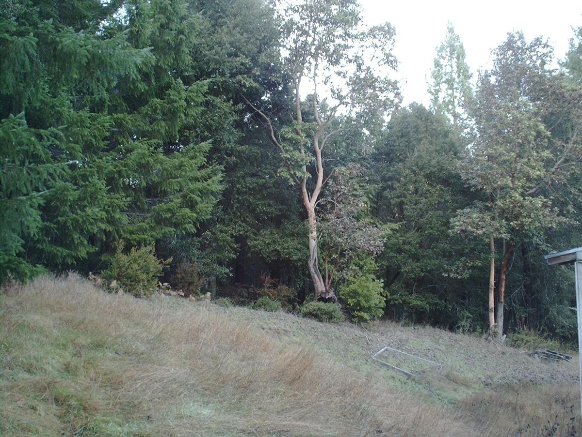 IMAG00133 Redwood Properties