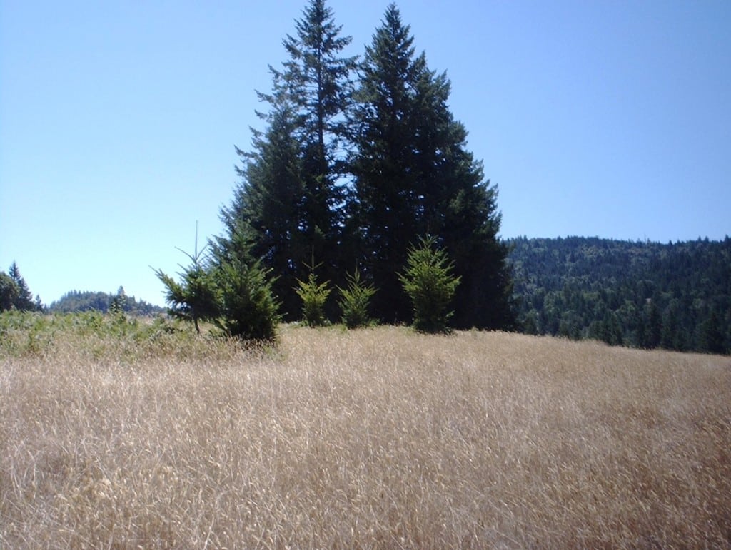 IMAG00461 Redwood Properties