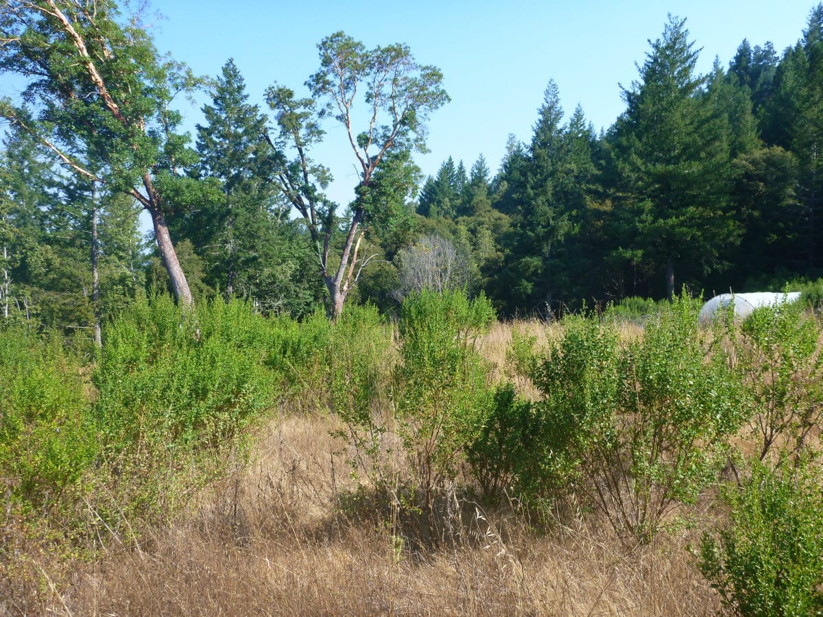 P1010063 Redwood Properties